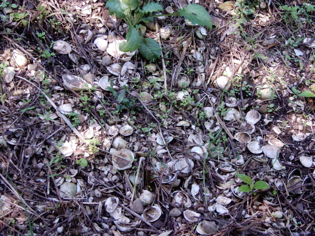 e0345868_00135326.jpg