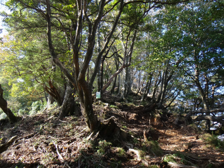 鋸切尾根の夏木山（大分県佐伯市）_d0182075_03500305.jpg