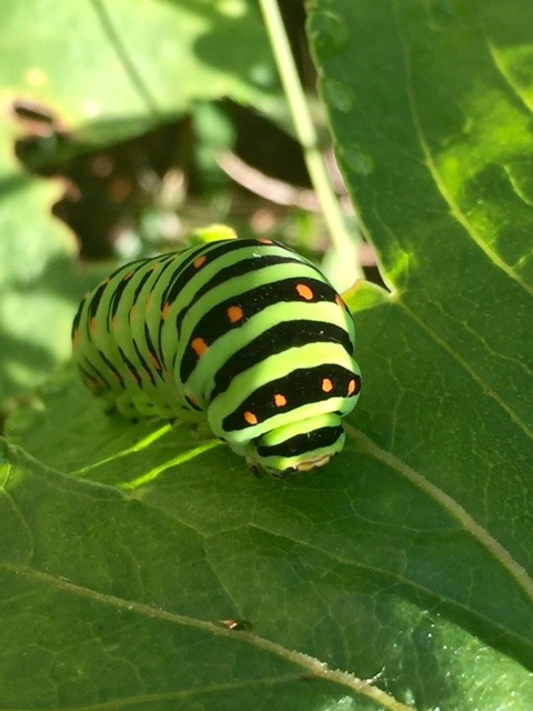 キアゲハの幼虫 _b0187479_8255679.jpg