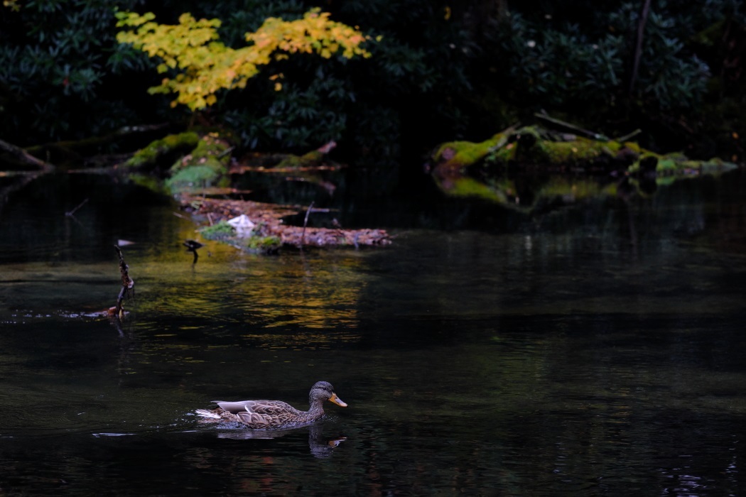 奥日光紅葉<３> 湯の湖周辺　２０１７・１０・０７ _e0143883_05450129.jpg