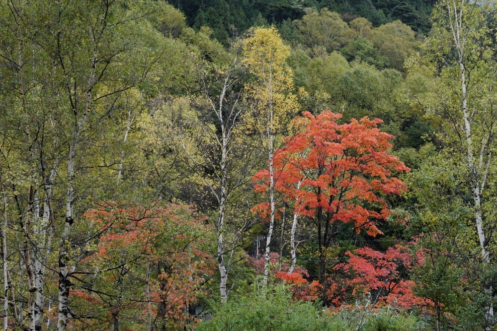 奥日光紅葉<３> 湯の湖周辺　２０１７・１０・０７ _e0143883_05465806.jpg