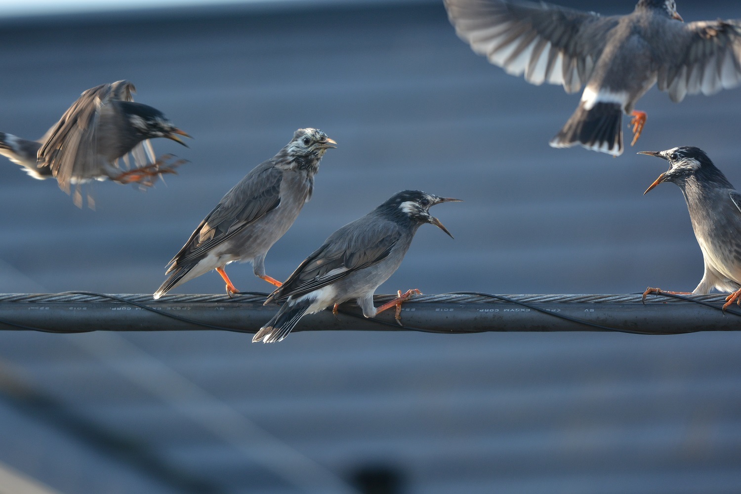 窓からの鳥さん ハナミズキの実 今日の風に吹かれて