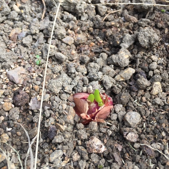 ホムデン順調に発芽 楽園生活