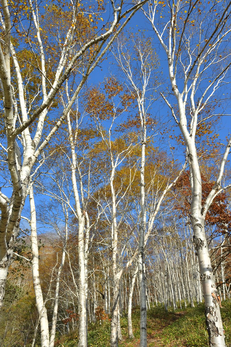 白雲山＆岩石山（士幌高原コース）　2017.10.8_a0145819_534718.jpg