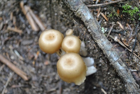 f0000521_11204242.jpg