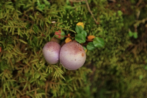 f0000521_11282091.jpg