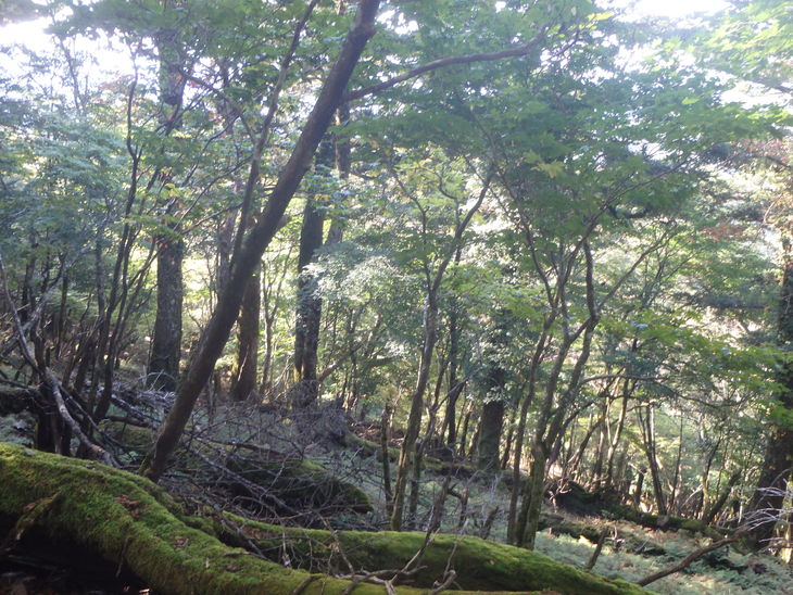 f0193521_437520.jpg