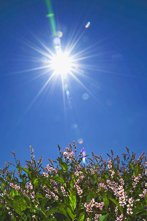 藍は青より出でて藍より青し