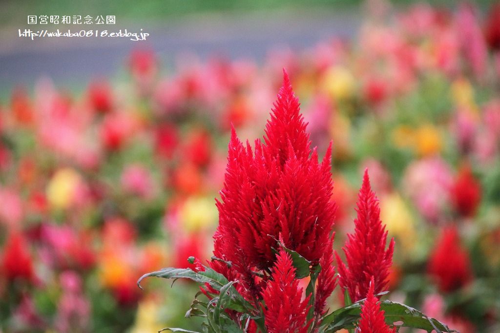 昭和記念公園のケイトウの花!!!_e0052135_22063222.jpg
