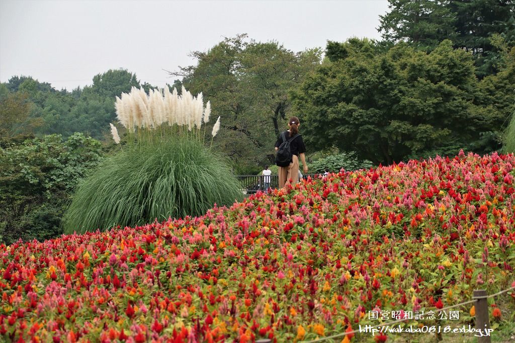 昭和記念公園のケイトウの花!!!_e0052135_22064463.jpg
