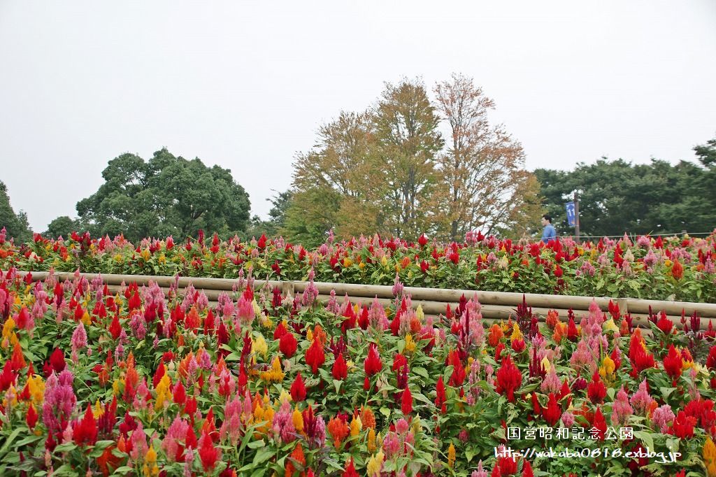 昭和記念公園のケイトウの花!!!_e0052135_22064842.jpg