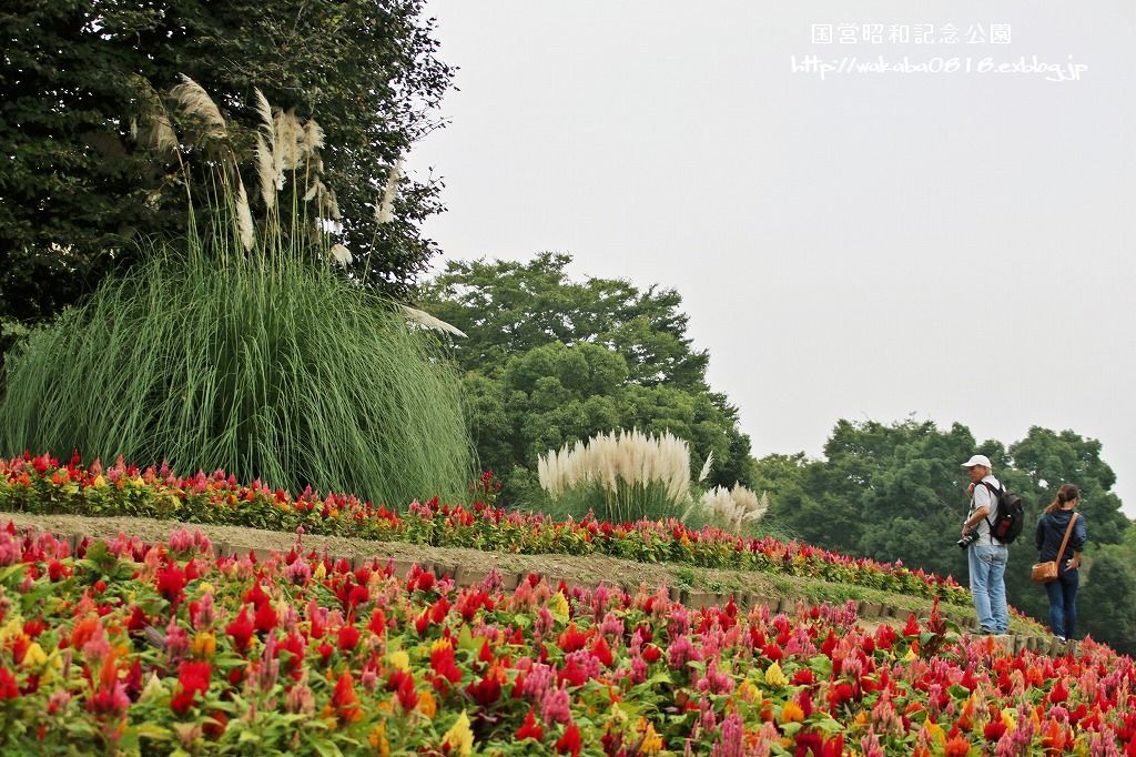 昭和記念公園のケイトウの花!!!_e0052135_22065174.jpg