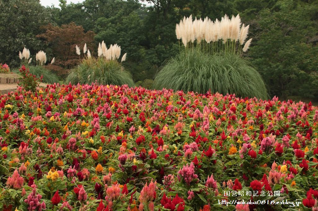 昭和記念公園のケイトウの花!!!_e0052135_22065442.jpg