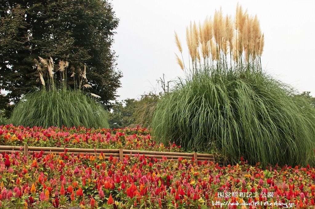 昭和記念公園のケイトウの花!!!_e0052135_22065882.jpg