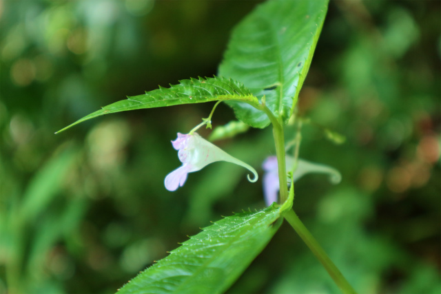 e0272335_1020164.jpg