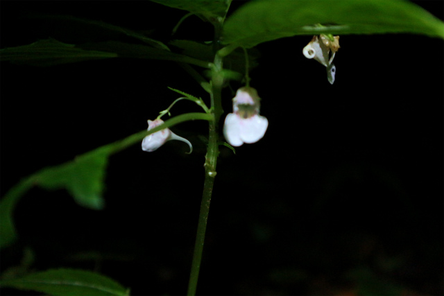 e0272335_5355276.jpg