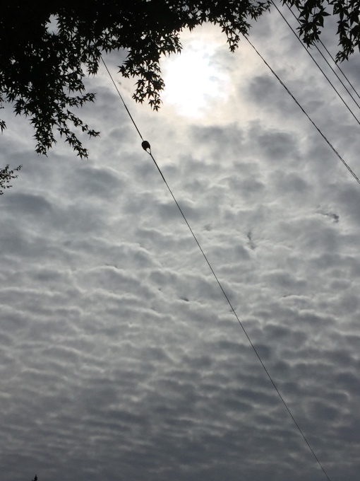 b0369239_12472287.jpeg