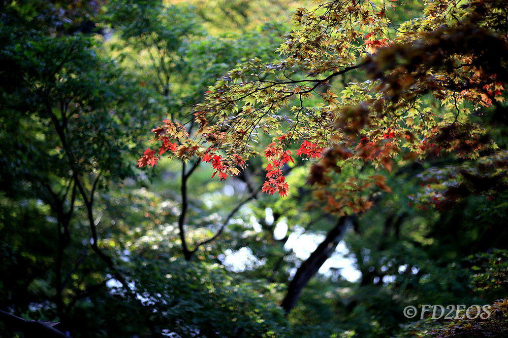 ひろさきハイカラ庭園　その3_e0356039_11421416.jpg