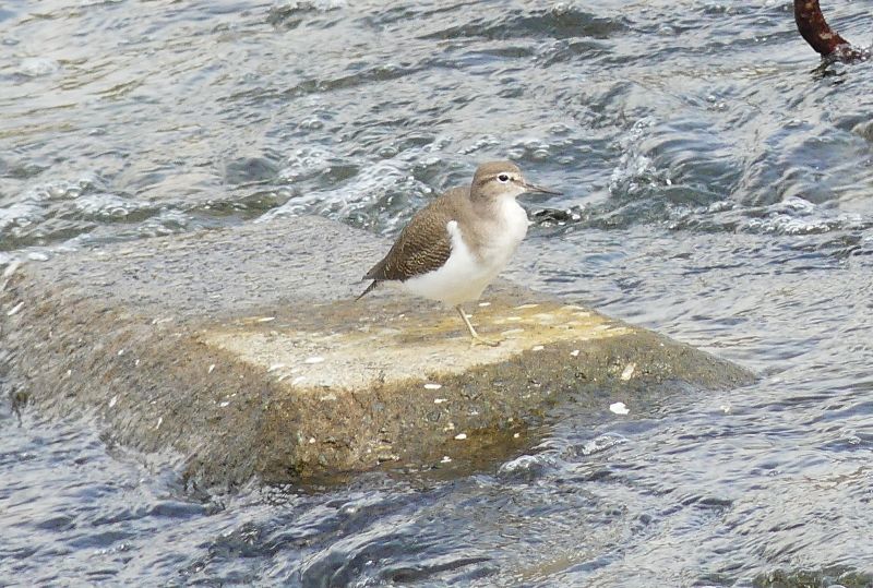 秋空にヒバリのさえずり・・浅川_d0354344_11340928.jpg