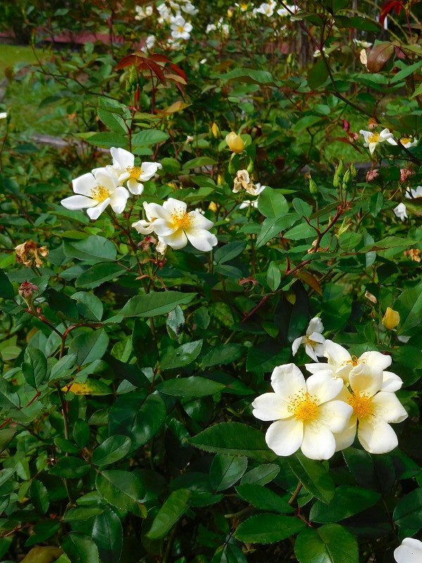 京都植物園の「年中咲かせているバラ」20171005_e0237645_16365819.jpg