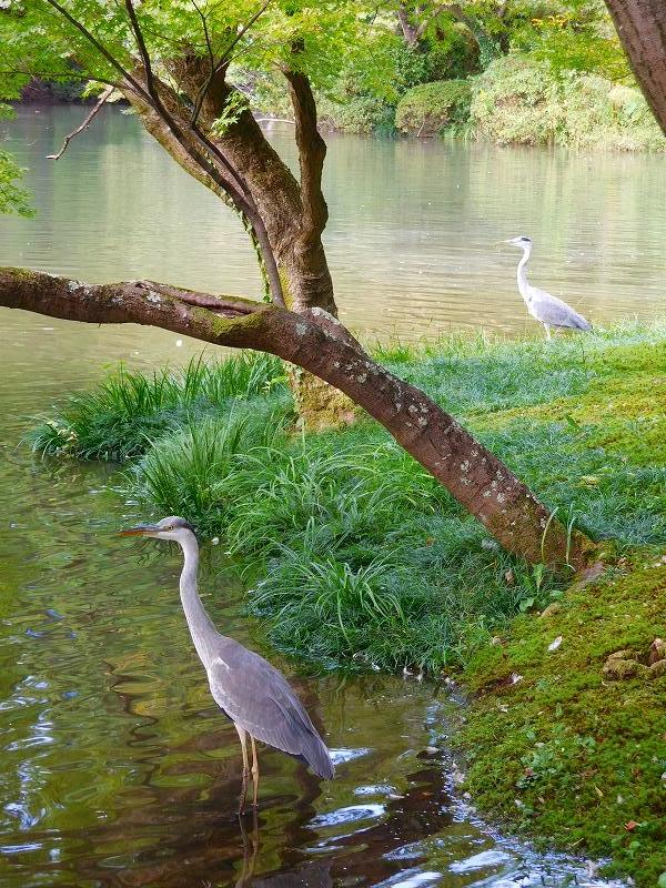京都植物園の「沼の水面の変化」20171005_e0237645_16503369.jpg