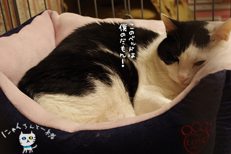 ボクのだもん、その後_e0031853_17473958.jpg