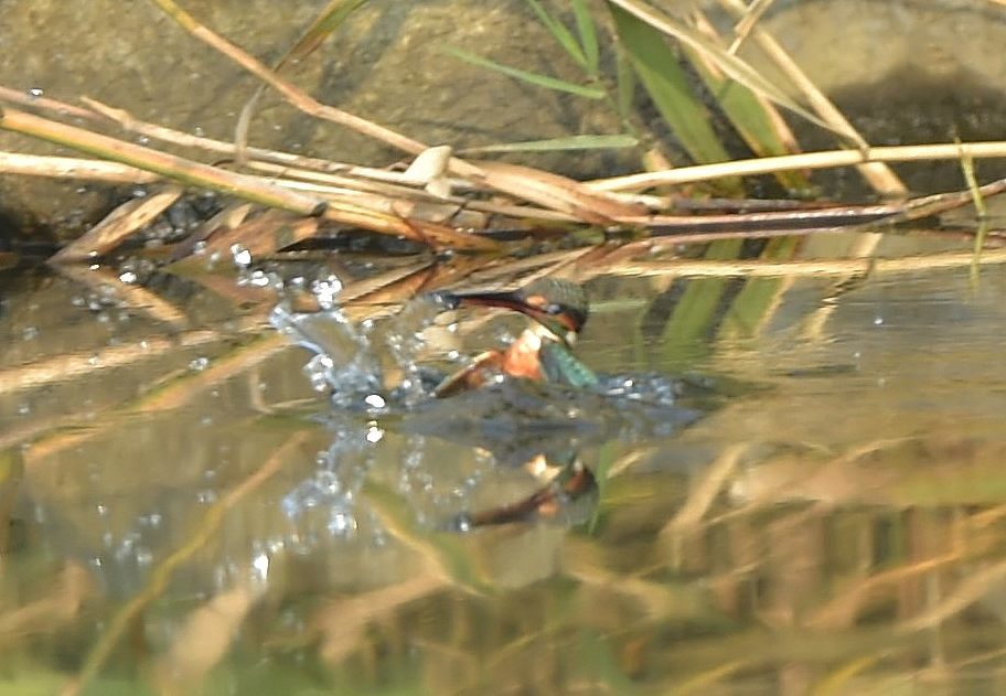 気まぐれカワセミ？_c0205858_16131245.jpg