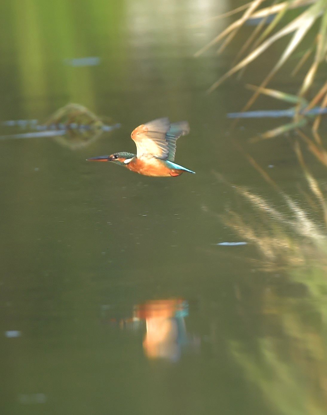 気まぐれカワセミ？_c0205858_16133770.jpg