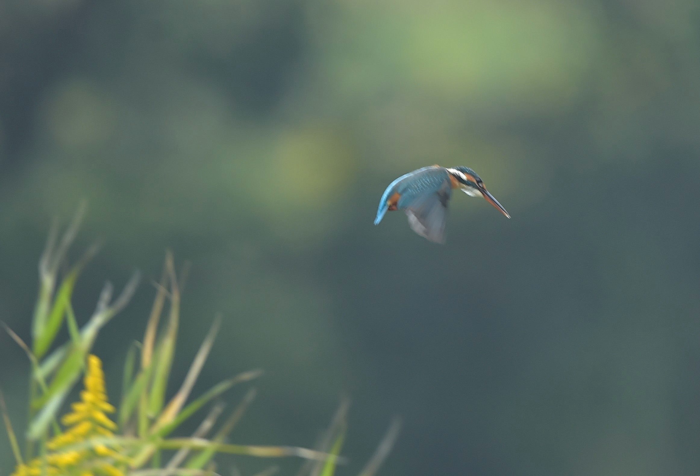 気まぐれカワセミ？_c0205858_16171804.jpg