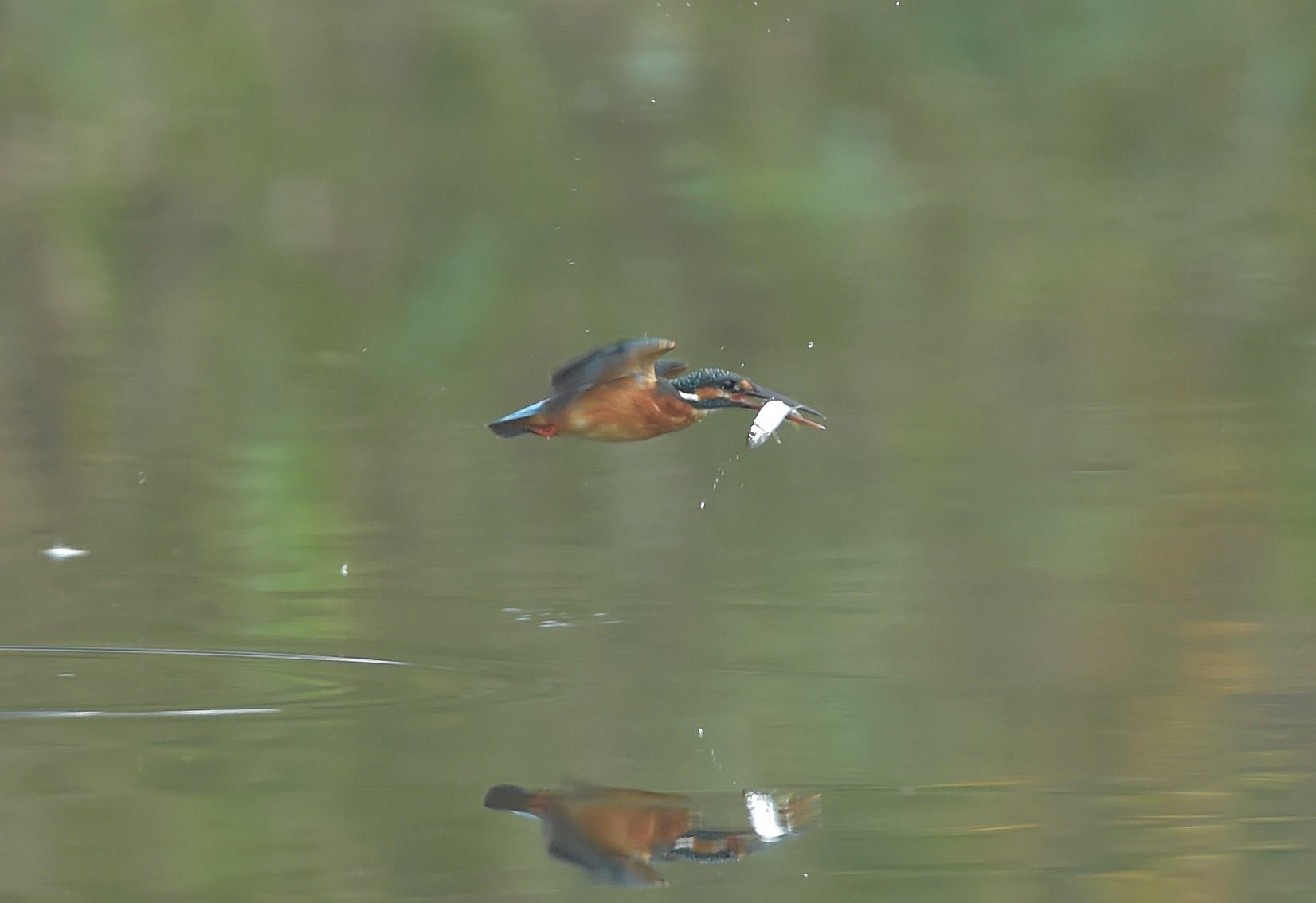 気まぐれカワセミ？_c0205858_16242294.jpg