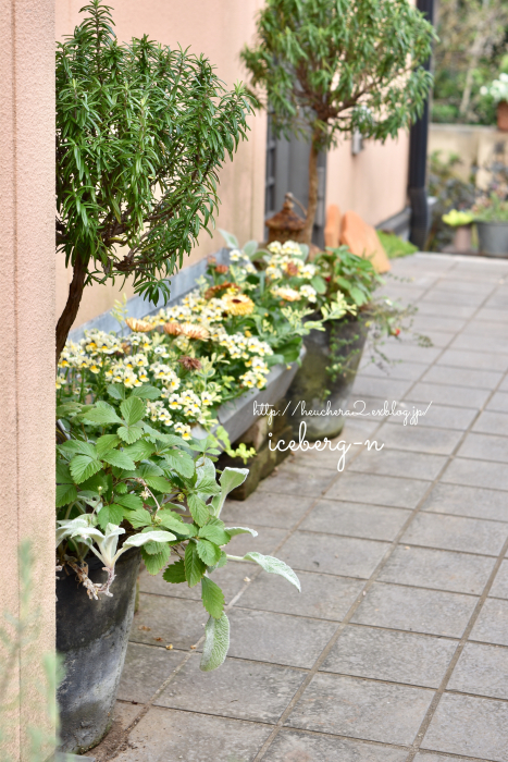 カレンジュラ コーヒークリーム植えました 小さな庭 2