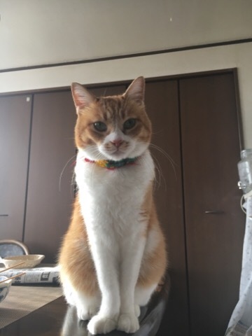 最近 ダレてます_f0363168_08401872.jpg