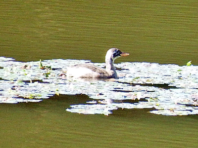 f0140773_15492558.gif
