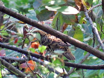 f0140773_16042916.gif
