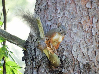 f0140773_16052645.gif