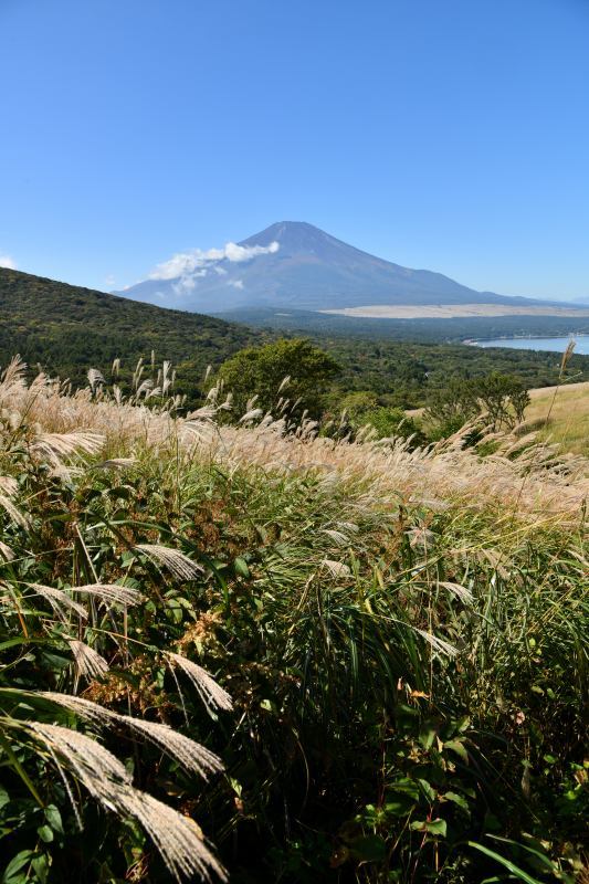 【富士山周遊】　　富士山麓の景色と野鳥_a0329277_20011935.jpg