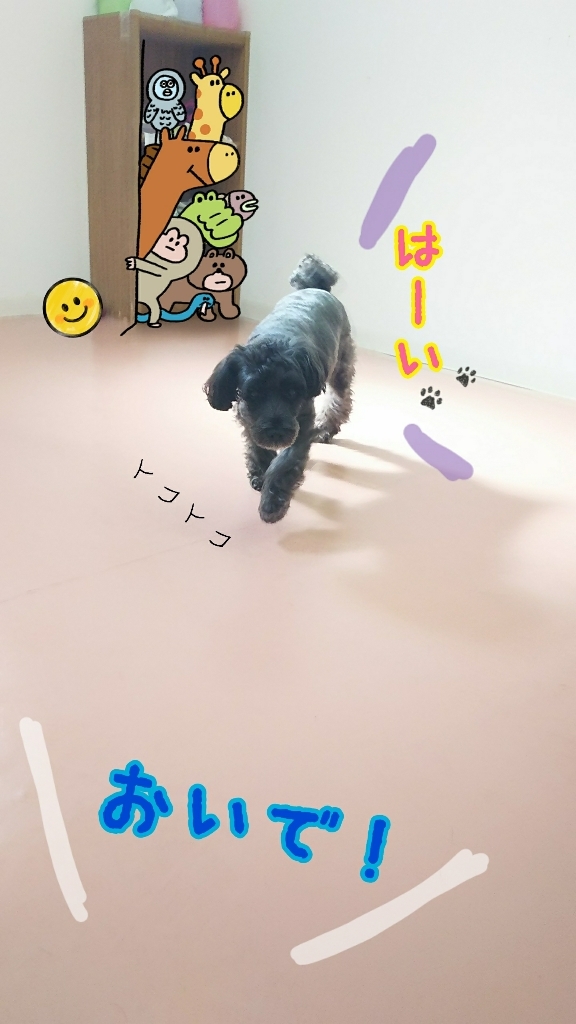 今日のドッグラン🏃_f0357682_19235578.jpg