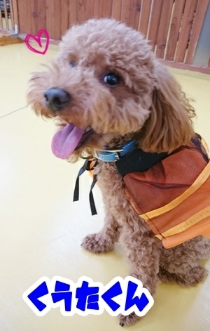 今日のドッグラン🏃_f0357682_19240168.jpg