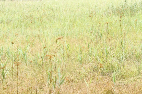 f0350585_12195904.jpg