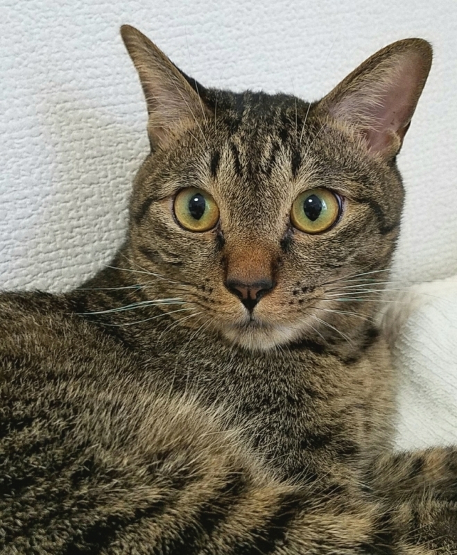 イケメン : キジトラ猫のトラちゃんダイアリー