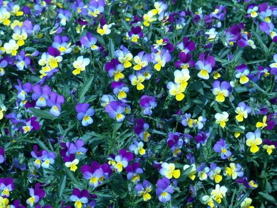 e0369096_21550881.jpg