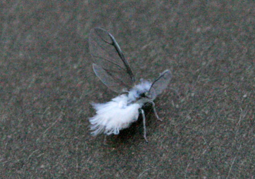 b0127002_1518319.jpg