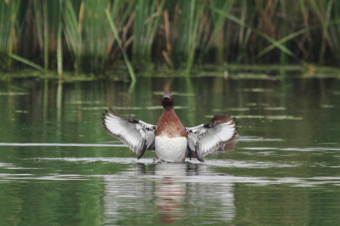 珍鳥の水鳥 正面からの羽ばたき 生きる 撮る 珍鳥の水鳥 正面からの羽ばたき 生きる 撮る