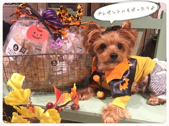 ハロウィン限定おやつのご紹介 駒沢店 まめつぶ ハロウィン限定おやつのご紹介 駒沢店 まめつぶ