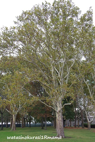c0365711_11452534.jpg