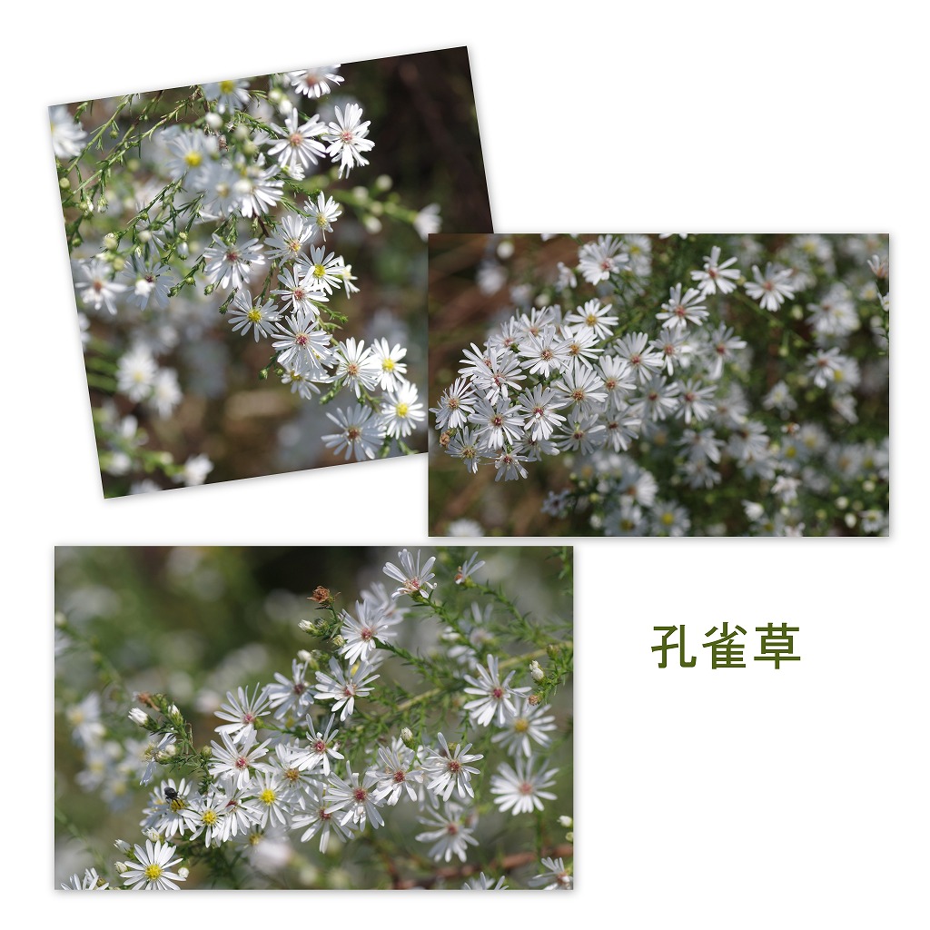 シュウメイギク_d0147812_20284995.jpg