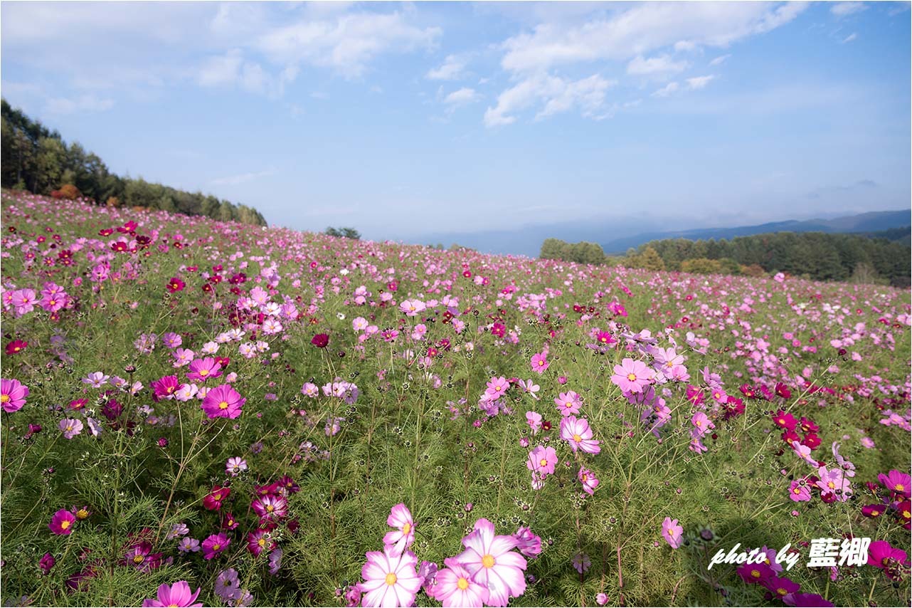 ＜秋の薄紅色桜＞_a0245331_20445978.jpg