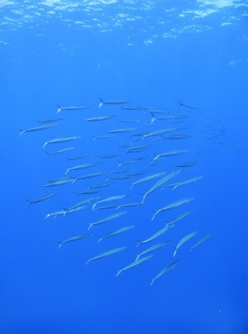 10月12日久しぶりの休日はMY FUNDIVE_c0070933_16323659.jpg