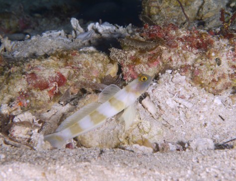 10月12日久しぶりの休日はMY FUNDIVE_c0070933_16362289.jpg