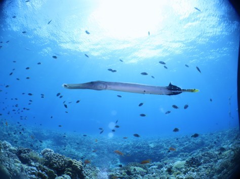 10月12日久しぶりの休日はMY FUNDIVE_c0070933_16502023.jpg